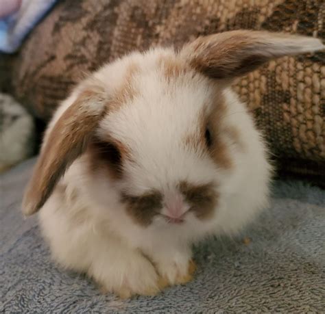 The holland lop is a dwarf rabbit, which means it should weigh about 4 lbs. Holland Lop Rabbits For Sale | Oroville, CA #297614