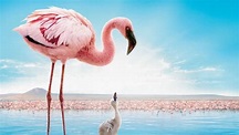 Das Geheimnis der Flamingos Film | SAT.1 GOLD