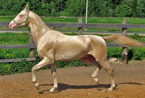 Feel free to use the palace of the golden horses meeting space capacities chart below to help in your event planning. Akhal Teke Horse Info, Colors, Temperament, History, Pictures