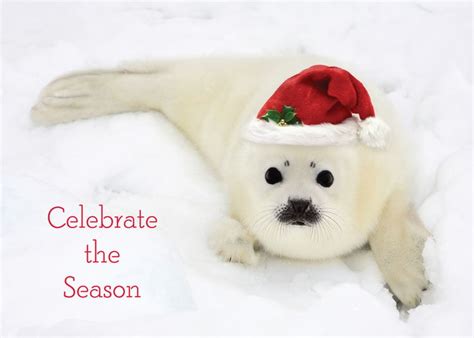 Festive Seal Christmas Card Animal Christmas Cards Pet Christmas