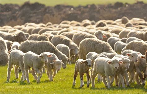 Flock Of Sheep On Field Flocking Sheep Sunset Pictures