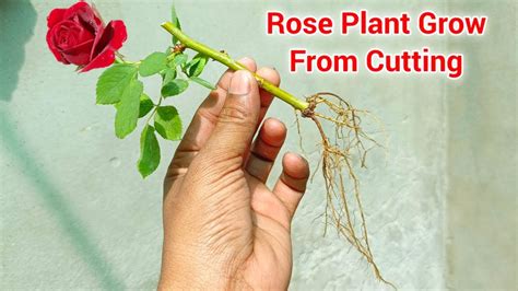 How To Grow Rose Plant From Cutting Roses Grow From Cutting Youtube