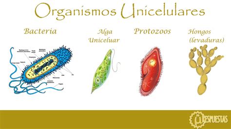 Estructura De Los Seres Vivos Multicelulares Organización De Los