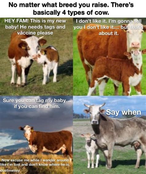 Cow Quotes Funny Animal Quotes Cute Funny Animals Baby Cows Cute