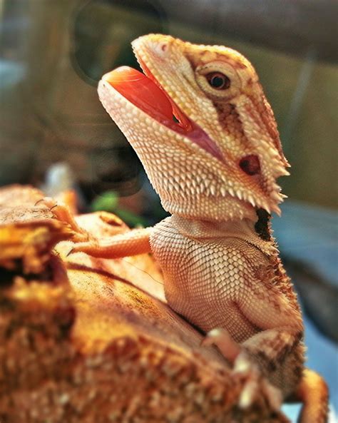 Pin By Mary Hedges On Im Sorry I Just Love Them Bearded Dragon