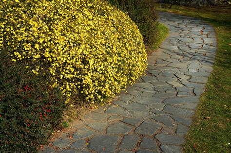 Winter Jasmine Vines Plant Care And Growing Guide