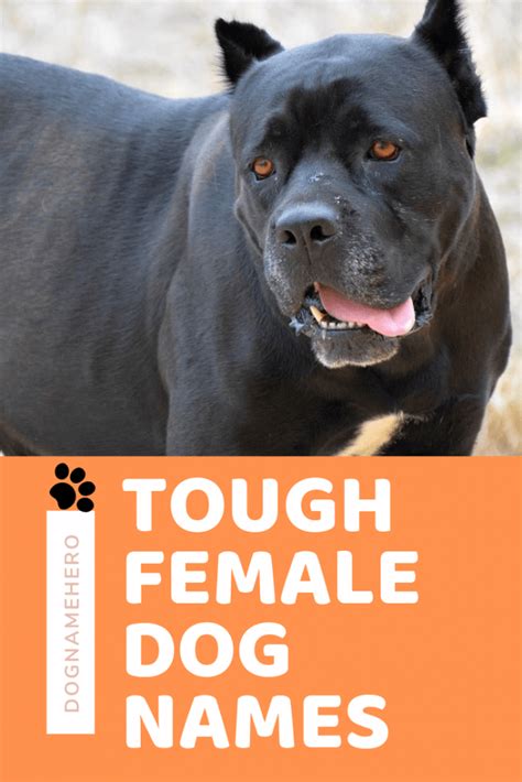 170 Tough Female And Male Names For Dogs