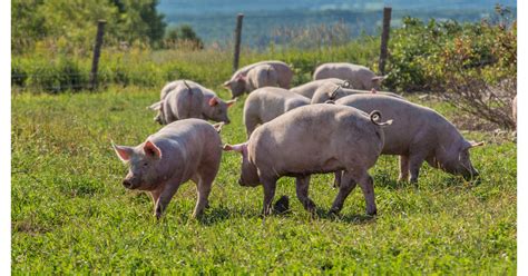 Dubreton North Americas 1 Organic Pork Producer Is Transforming Pig