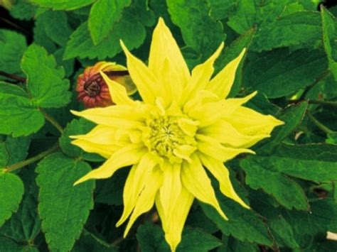 Terniflora) is a flowering a healthy autumn clematis that is planted and cared for properly blooms profusely in late summer or autumn, producing 1. Clematis, the next generation: This year's seen a bumper ...