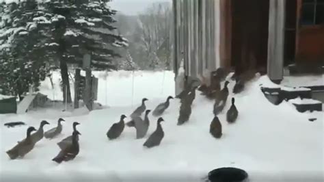 Adorable Clip Shows Group Of Ducks Changing Their Minds When They Step