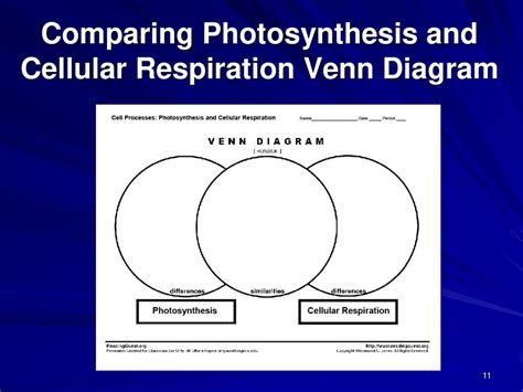 Cell Respiration And Photosynthesis Venn Diagram