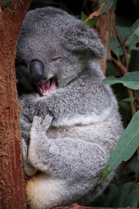 The Cutest Koala Ever Love These Koalas Pinterest