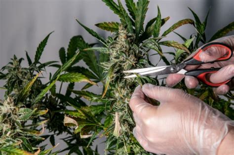 How And Why To Prune Your Cannabis Plant Potguide