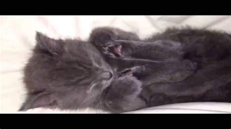 Gatinhos Dormindo Cute Cats Sleeping Youtube