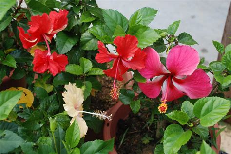 Inilah daftar nama bunga beserta gambar nya, indah, unik, cantik dan langka, lengkap dengan penjelasannya. FLORA MALAYSIA: Bunga Raya, Bunga Kebangsaan Tidak ...