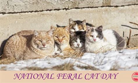 National Feral Cat Day 2022 When Why And How To Celebrate
