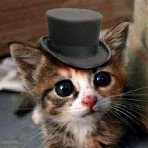 32 Insanely Adorable Cats Wearing Hats Cat Care Cute Animals Cat