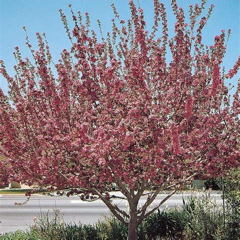 1233 Gallon Pink Radiant Crabapple Flowering Tree In Pot With Soil