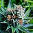 Blue Dream Strain  Growing Tips And Medical Effects Marijuana Guides