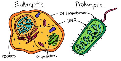 Prokaryotic Plant Cell Structure