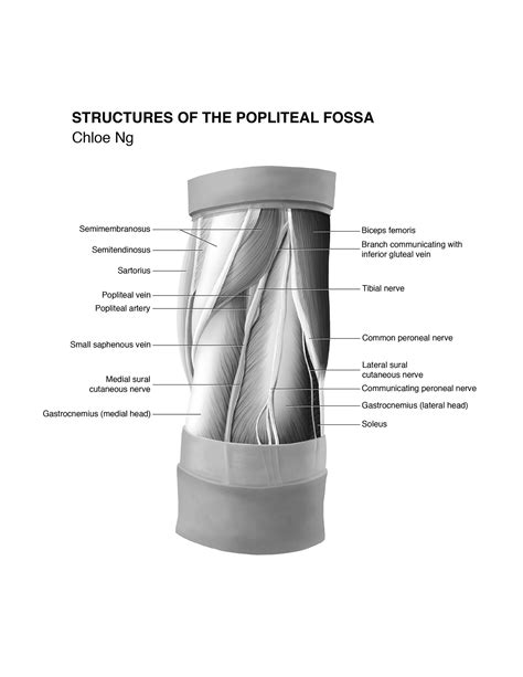 Structures Of The Popliteal Fossa On Behance