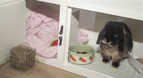 Diy Indoor Rabbit Hutch Uk Lifestyle Blog