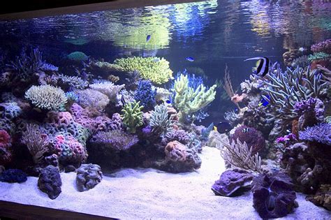 √ Aquascaping Ideas For Reef Tank Aquascape Style