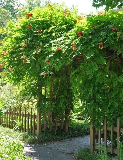 15 Best Climbing Plants For Pergolas And Arbors