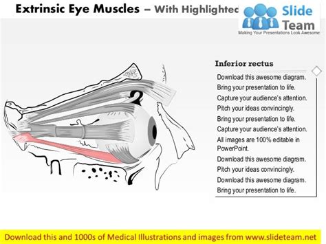 The Extrinsic Eye Muscles Medical Images For Power Point