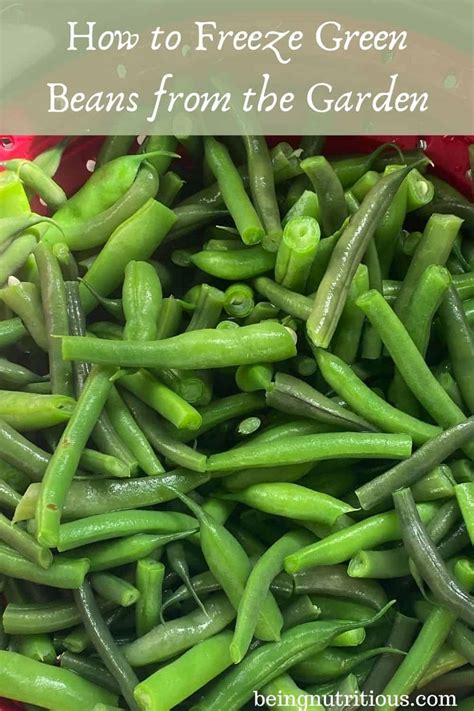 How To Freeze Beans From The Garden Being Nutritious