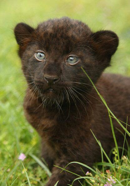 Baby Panther Baby Panther Panther Cub Black Panthers Beautiful Cats