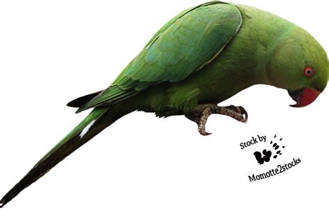 Cut Out Stock Png 52 Nice Parrot By Momotte2stocks On Deviantart