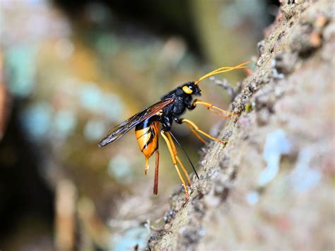 A Dogs Life In The Tamar Valley Cornwall Pl17 Giant Wood Wasp