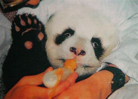 The Growing Process Of A China Baby Panda