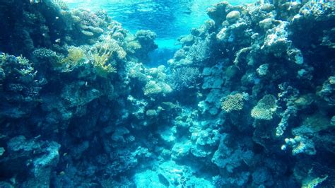 Corals In The Arctic An Undiscovered Treasure Trove