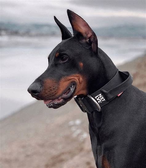 15 Amazing Doberman Pinscher Facts You May Not Have Known Page 4 Of 5