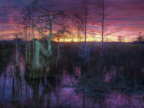 Everglades Z Tree Photograph By Steve Irwin Fine Art America