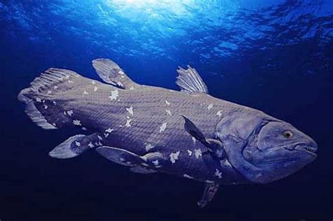 African Coelacanth Fish Evolved Dozens Of New Genes Just 10 Million