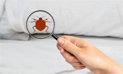 10 Ways To Detect The Presence Of Bed Bugs Clearview Bed Bug Monitor