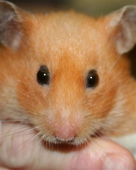 Types Of Most Popular Hamster Breeds Hamster Hamster Breeds Breeds