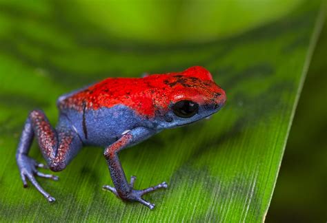 Poison Dart Frog Escudo Photograph By Dirk Ercken Pixels