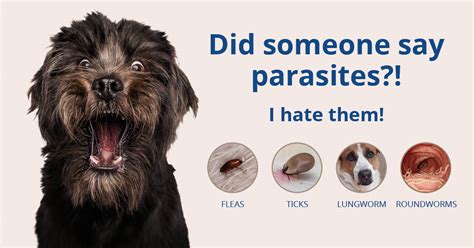 Are Parasites Common In Puppies