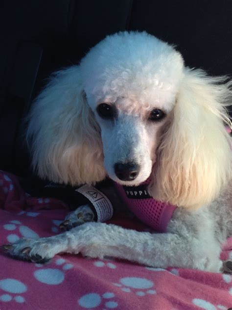 A White Poodle Wearing A Pink Harness On Top Of A Bed