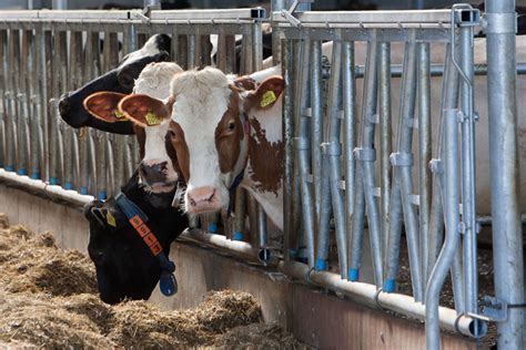Making Dairy Farming Sustainable By Improving Feed Efficiency Dairy