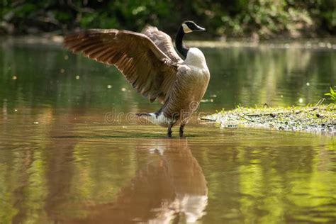Canada Goose Stands And Throws Back Wings In Natural Lake Stock Photo