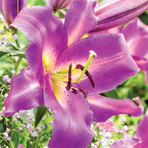 2 Giant Purple Lady Orienpet Lily Perennial Bulb Plants Etsy