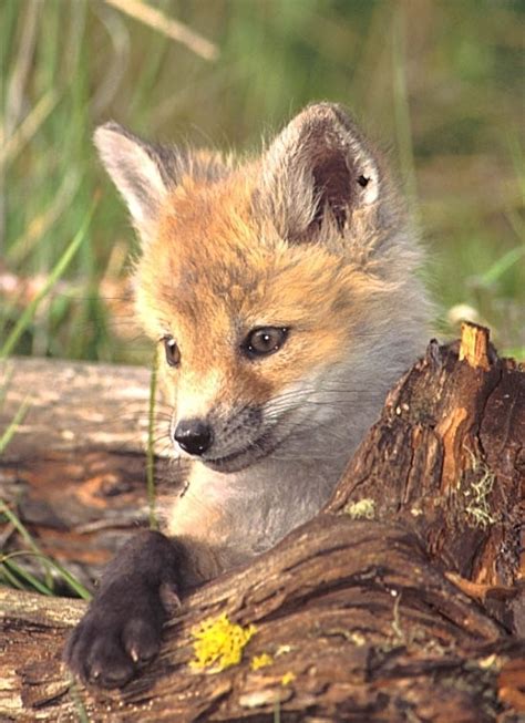 Fox Lov Red Foxes Photo Fanpop
