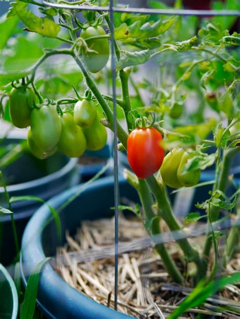 Determinate tomato plants are small and bushy, typically no more than four to five feet tall. Determinate or Indeterminate Tomatoes? Which to plant and ...