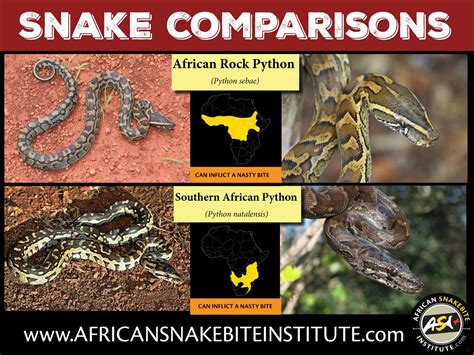 Snake Comparison African Rock Python Vs Southern African Python
