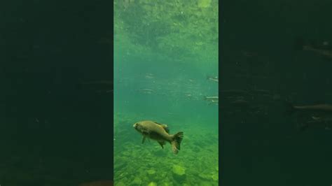 Quabbin Reservoir Underwater Footage Must Watch In 1080p Youtube